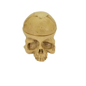 Ink Cup Holder - Skull - 15mm